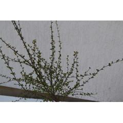 Кизильник "Cotoneaster horisotalis" C7