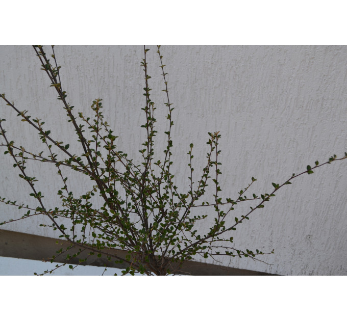 Кизильник "Cotoneaster horisotalis" C7