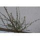 Кизильник "Cotoneaster horisotalis" C7
