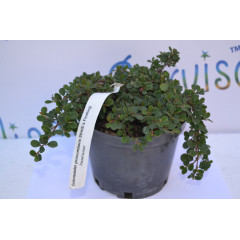 Кизильник "Streibs Findling" D 30 (2л.)