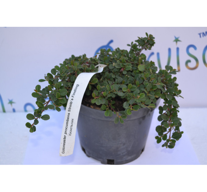 Кизильник "Streibs Findling" D 30 (2л.)