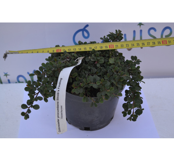 Кизильник "Streibs Findling" D 30 (2л.)