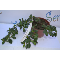 Кизильник "Major" D 25-30 (p14.)