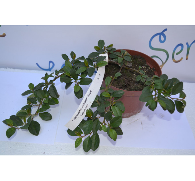 Кизильник "Major" D 25-30 (p14.)