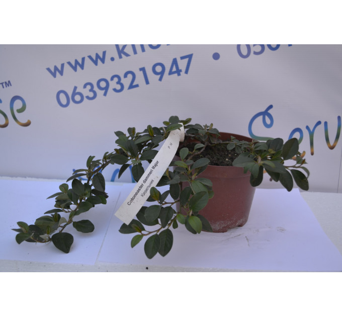 Кизильник "Major" D 25-30 (p14.)