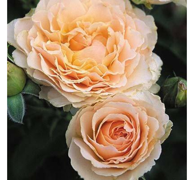 Роза английская "Экскалибур"