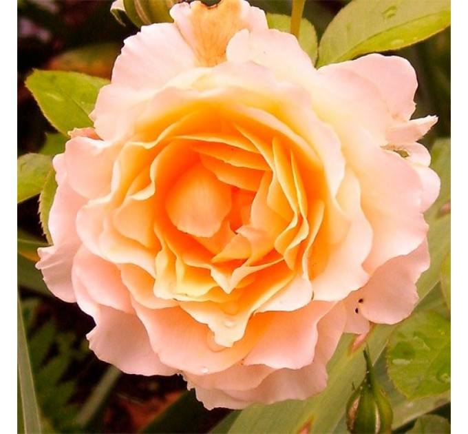 Роза английская "Экскалибур"