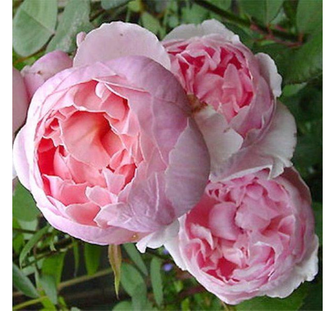 Роза эксклюзивная Бразе Кадфаэль