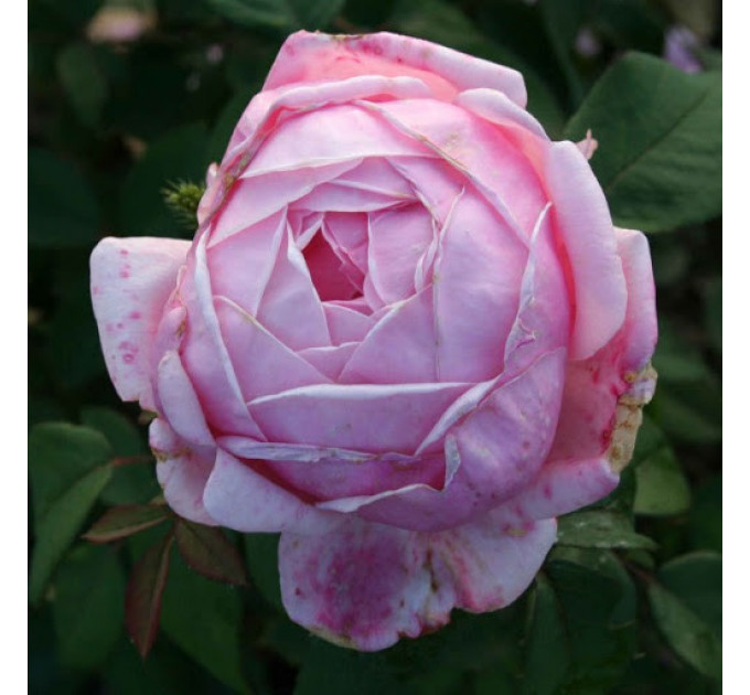 Роза эксклюзивная Бразе Кадфаэль