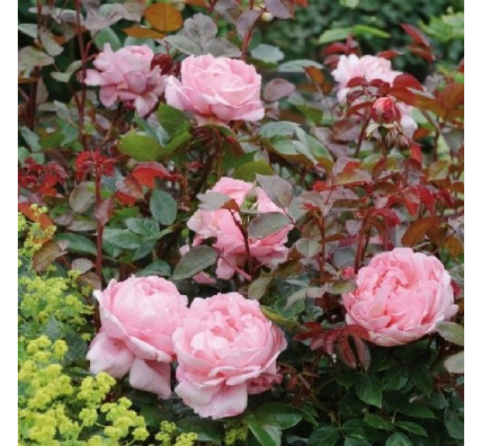 Роза эксклюзивная Бразе Кадфаэль