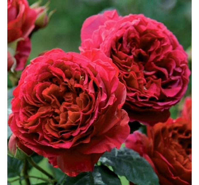 Роза английская "Кинг Артур"