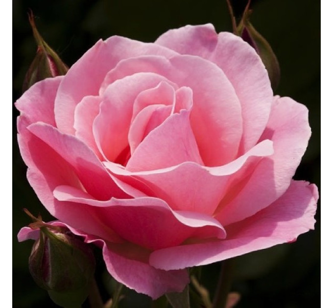 Роза эксклюзивная Королева Швеции