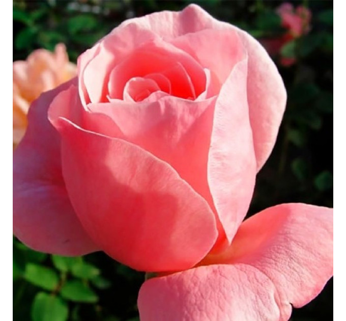 Роза эксклюзивная Королева Швеции