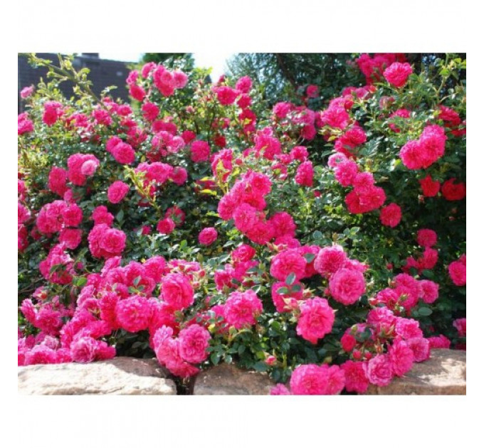 Роза почвопокровная Книрпс