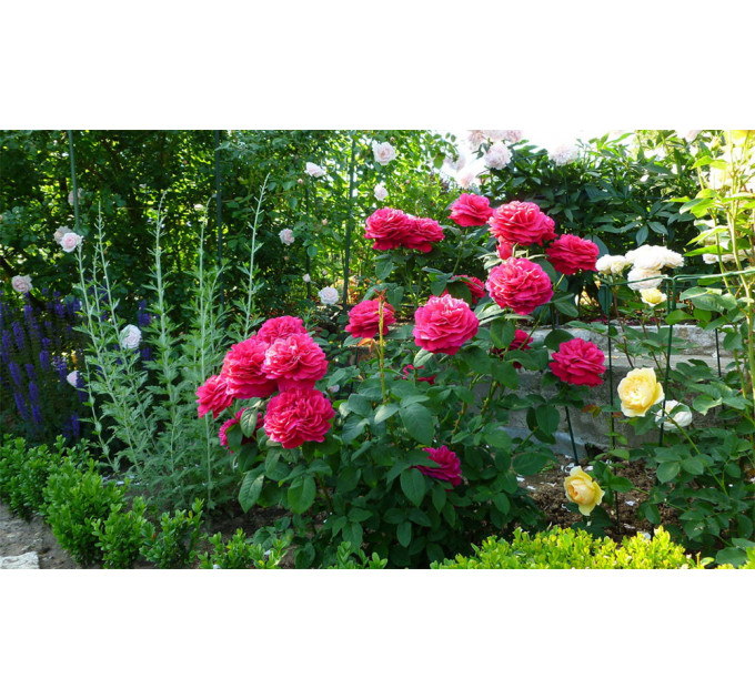 Роза плетистая Фольстаф