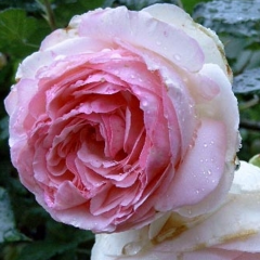 Роза английская Эдем