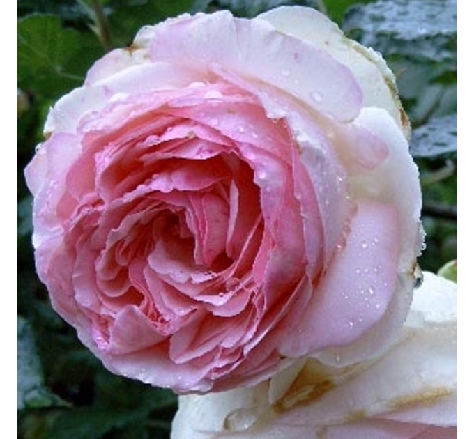 Роза английская Эдем