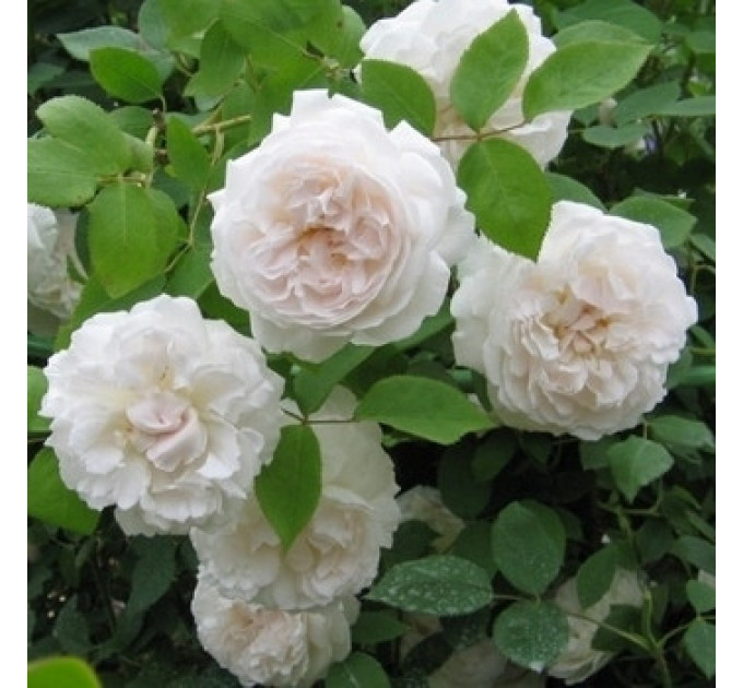 Роза Shining Bright (Сияющая невеста)