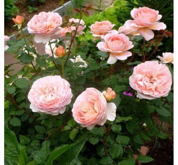 Роза эксклюзивная Абрахам дерби