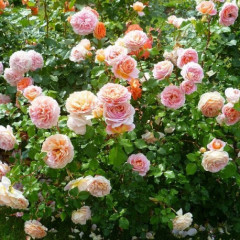 Роза эксклюзивная Абрахам дерби