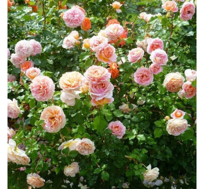 Роза эксклюзивная Абрахам дерби