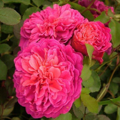 Роза Розовый Лед (Pink Ice)