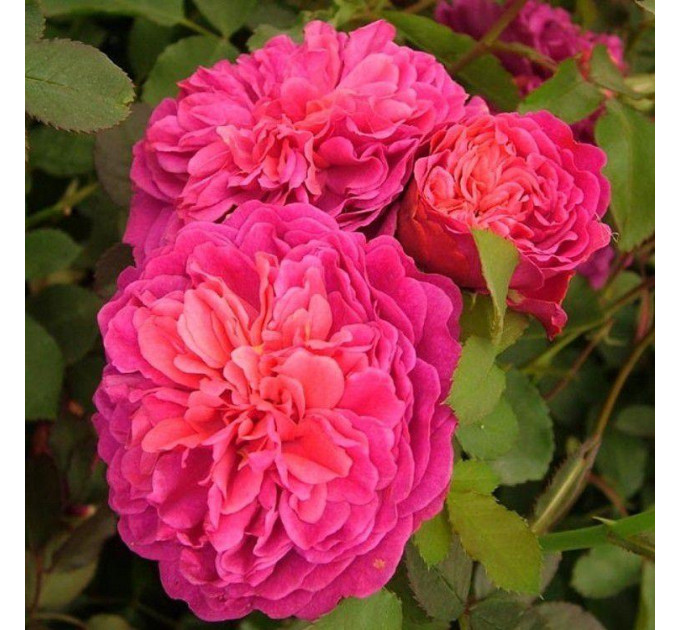 Роза Розовый Лед (Pink Ice)