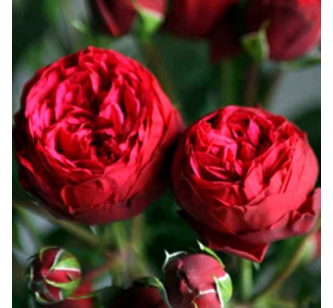 Роза эксклюзивная Ред пиано