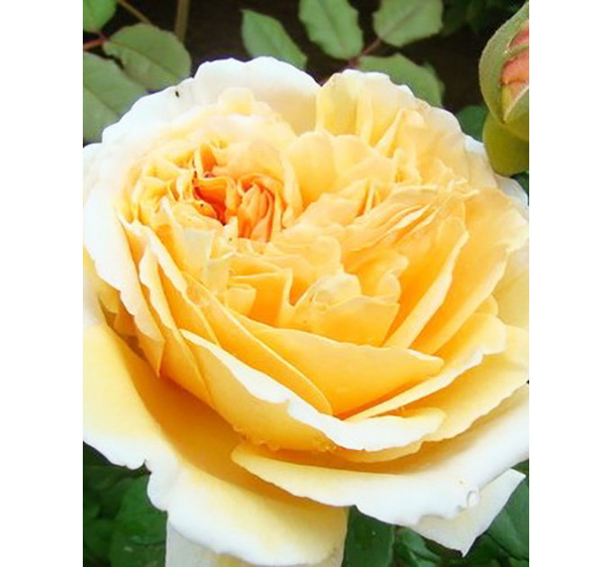 Саженцы роз Perpetually Yours (Перпешуали Йорс)