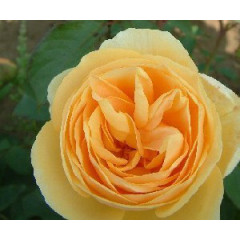 Саженцы роз Perpetually Yours (Перпешуали Йорс)