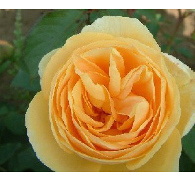 Саженцы роз Perpetually Yours (Перпешуали Йорс)