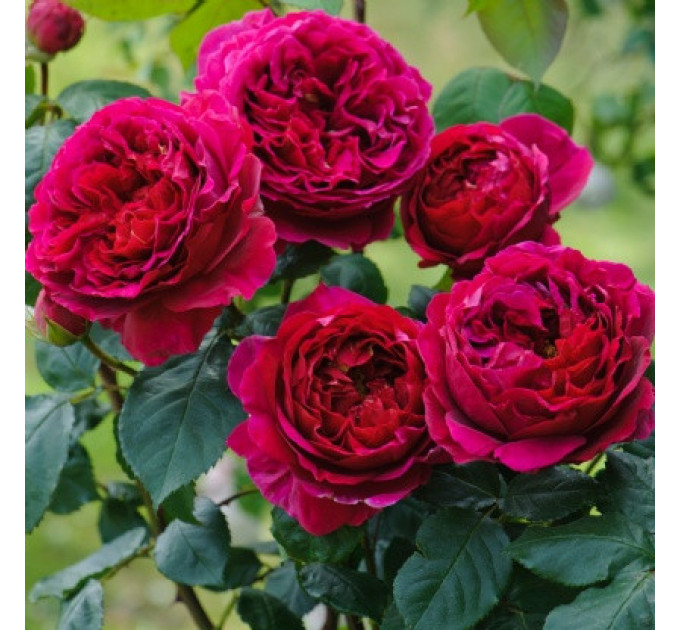 Роза английская Сладкий поцелуй