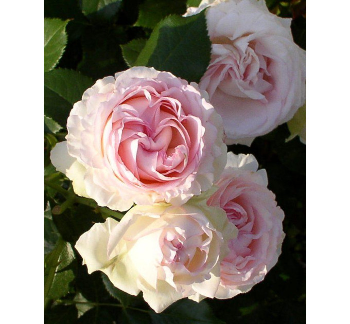 Роза махровая английская Heart of Rose (Сердце розы)