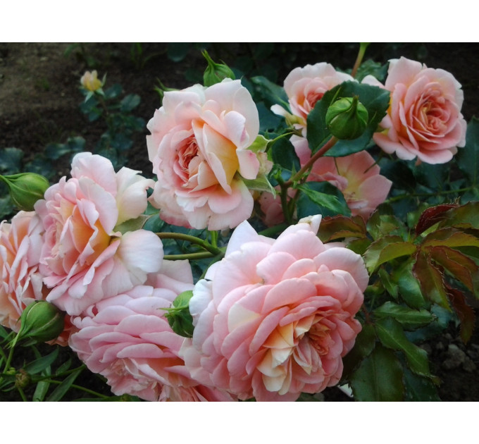 Роза эксклюзивная Концерто