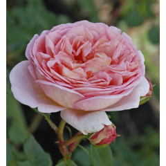 Роза Нежность (Subtlety)