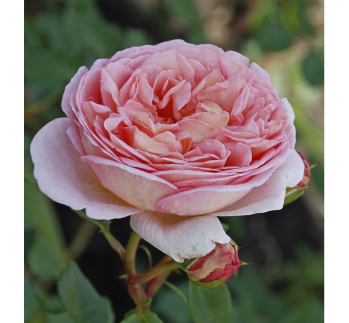 Роза Нежность (Subtlety)