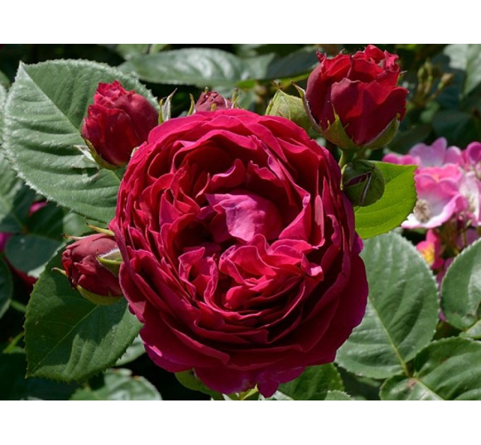 Роза эксклюзивная Аскот