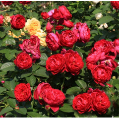 Роза эксклюзивная Аскот