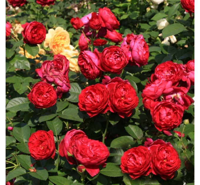 Роза эксклюзивная Аскот