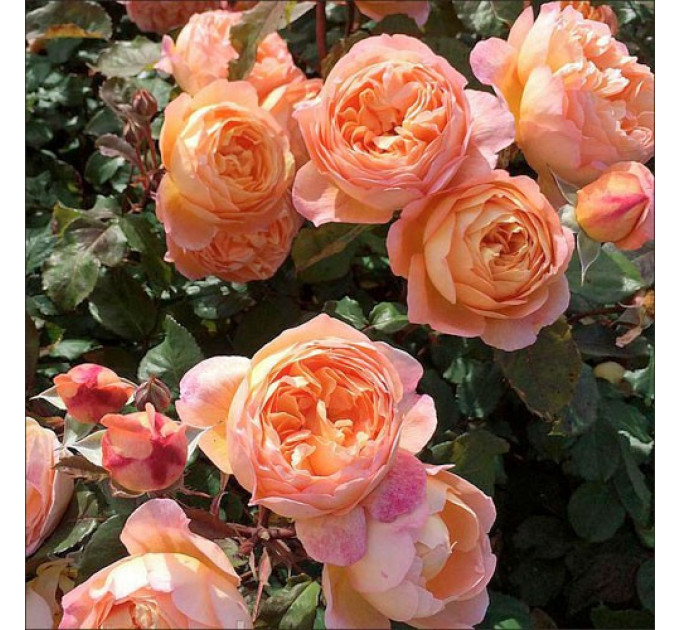 Роза Мистер Гамильтон (Mister Hamilton)