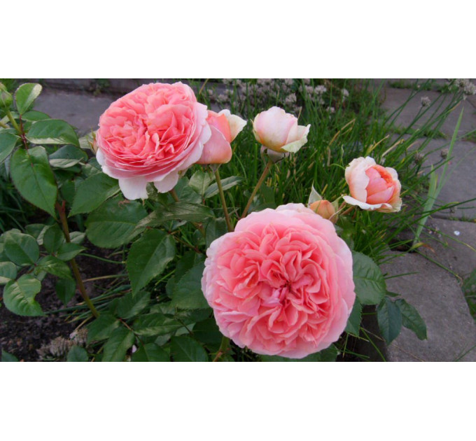 Роза эксклюзивная Чиппендейл