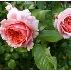 Роза эксклюзивная Чиппендейл