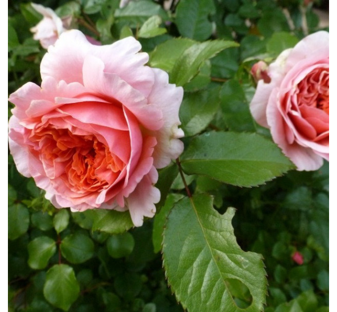 Роза эксклюзивная Чиппендейл