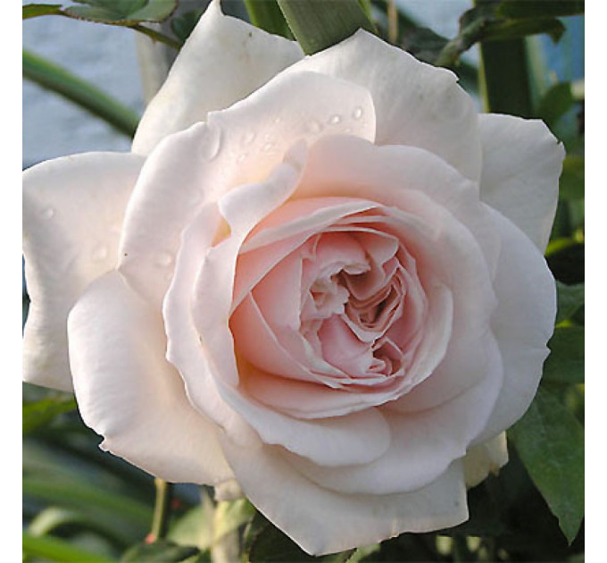 Саженцы розы сорта Penny Lane (Пенни Лейн)