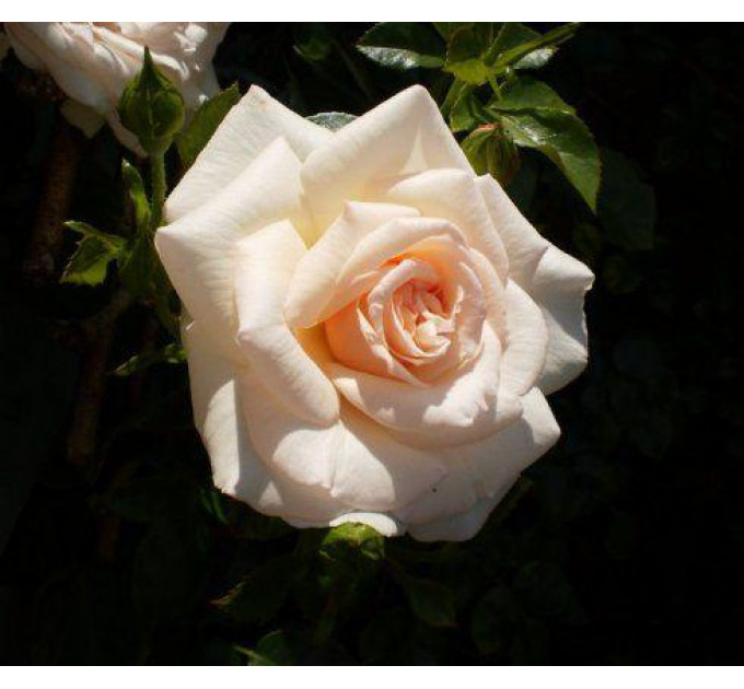 Саженцы розы сорта Penny Lane (Пенни Лейн)