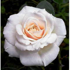 Саженцы розы сорта Penny Lane (Пенни Лейн)