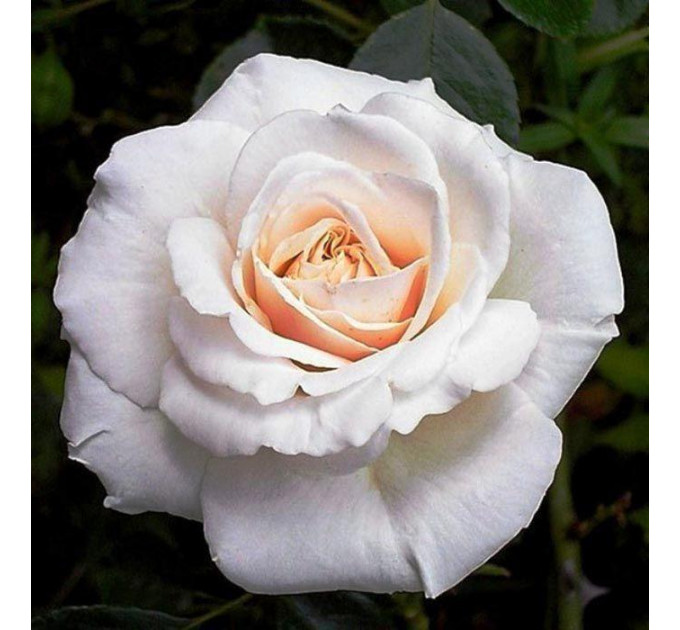 Саженцы розы сорта Penny Lane (Пенни Лейн)