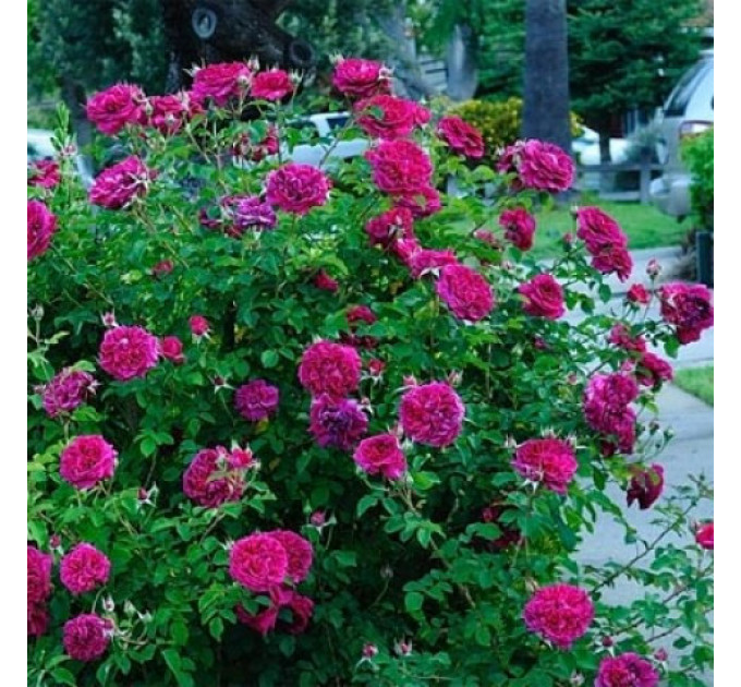 Роза эксклюзивная Вильям Шекспир