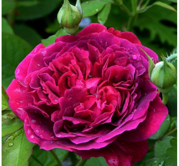 Роза эксклюзивная Вильям Шекспир