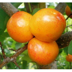 Гібрид абрикоси і сливи Априум